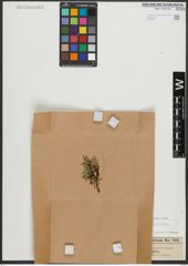 Foto von Salix retusa L.